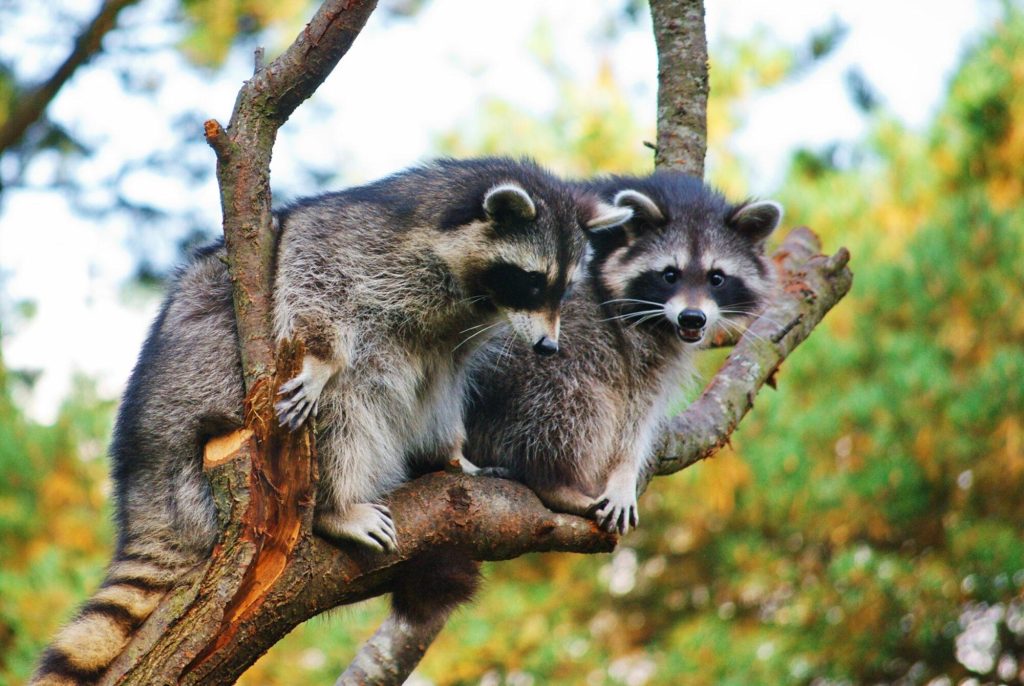 Raccoon Removal Service